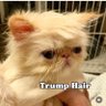 Cat 的头像