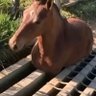 ok's profile picture