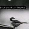 بغدادي's profile picture
