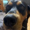 Darcy 的头像