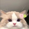 lovely's profile picture