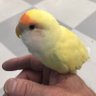 ゆうと profil fotoğrafı