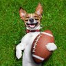 Westydoggy profil fotoğrafı