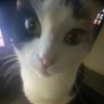 Hyrulekoopa's profile picture