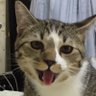 แมวด่าง profil fotoğrafı