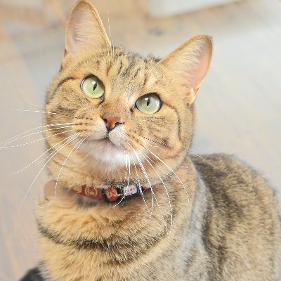 しまや出版 癒し課🐈⬛'s profile picture