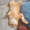 CrazyCatLady 🇺🇲🐈🐈‍⬛'s profile picture