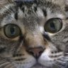 かみたま profil fotoğrafı