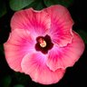 Sabine Lindner's profile picture