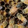 Miel 🐝Pura🍯☀️🐝🍀🌹's profile picture
