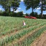 LoriGrowsGarlic profil fotoğrafı