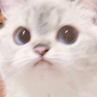 ヌー's profile picture