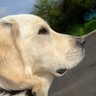 Cooper's profile picture