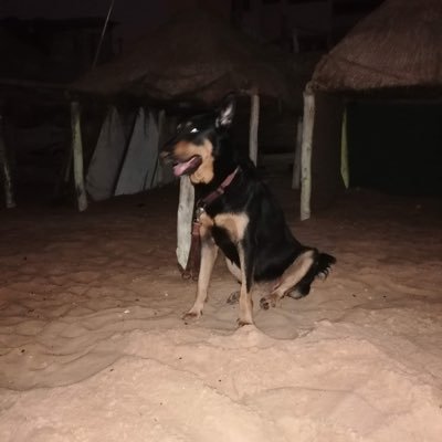 xargepen's profile picture
