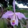 Фото профиля Liraida de Parra