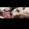 لاشي يذكر profil fotoğrafı