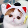 アマランサス's profile picture