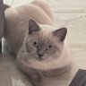 Profilbild von Amal Affouneh