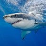 Фото профиля Whyshark