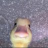 Profilbild von Lalo M