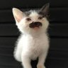 ramones's profile picture