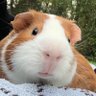 Profilbild von Dino