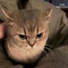 Profilbild von Luna
