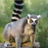 LLLemur ็ๅคดๅ