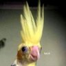 Beatrix Kiddo's profile picture