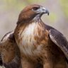 shado profil fotoğrafı