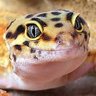 garu profil fotoğrafı