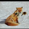 Alfa Fox Trot profil fotoğrafı