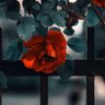 Фото профиля صاحبة المقام الرفيع