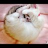 (大魔導師)ぬぶぷぷ's profile picture