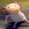 Aristotle Axolotl's profile picture