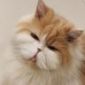 majikan kucing tukang marah 的头像
