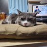 茜音🕶️🌟🐈️'s profile picture