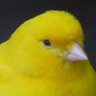 むつんばい🐤 profil fotoğrafı