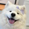 耶斯莫拉's profile picture