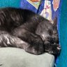 ノア profil fotoğrafı