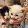にゃんこ🐱S株's profile picture