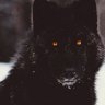 ะคะพัะพ ะฟัะพัะธะปั Black wolf