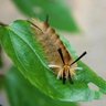 Фото профиля Wild_Whiskers