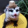 Profilbild von Nawii