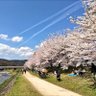 蜂蜜おやじ 的头像