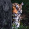 Essence of Nature's profile picture