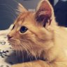 Krokiecik. profil fotoğrafı