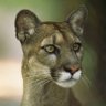Your Gray Panther 的头像