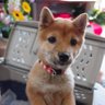 おはよう☀あずきちゃん/ Re Start🏃 profil fotoğrafı