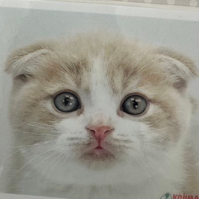 shion's profile picture